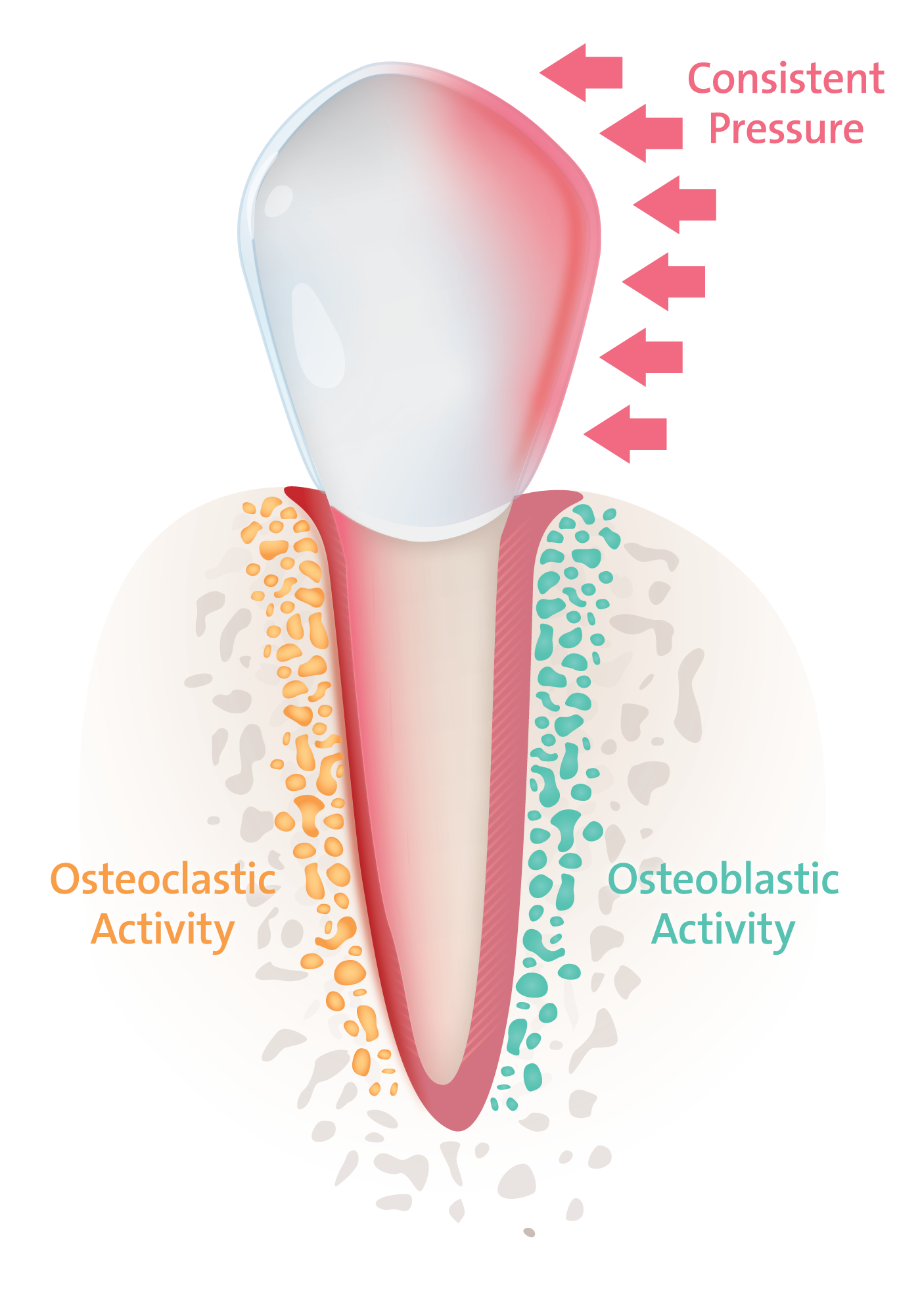 Osteoclast and Osteoblast.png