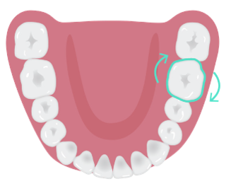 Molar_rotations.png