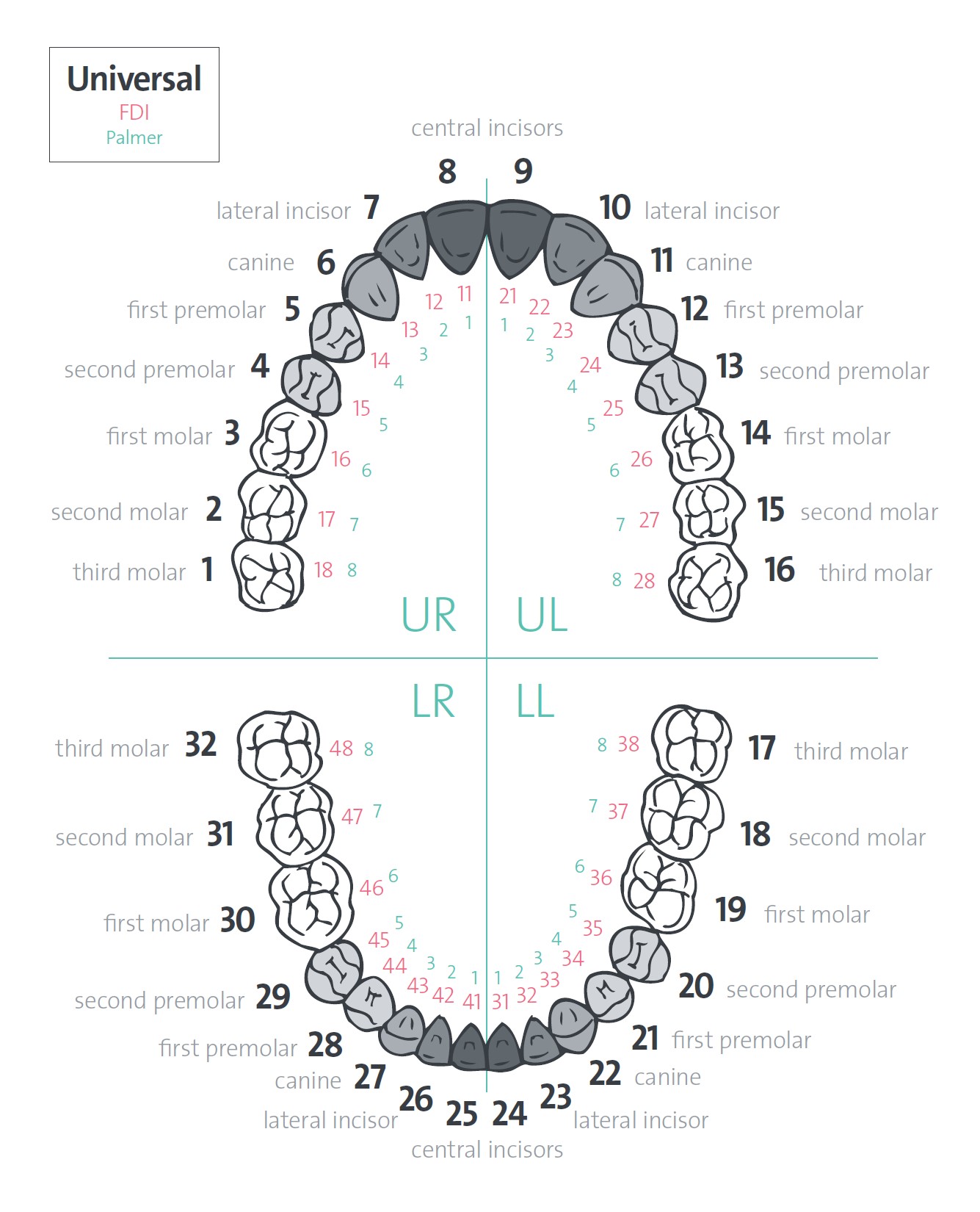 Нумерация зубов зубная формула. Нумерация и название зубов. Стоматологическая нумерация зубов схема. Схема как считать зубы. Схема зубов верхней челюсти.