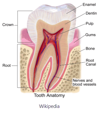 Homem Mandíbula Ou Maxilar Osso Com Dentes Em Três Quartos De