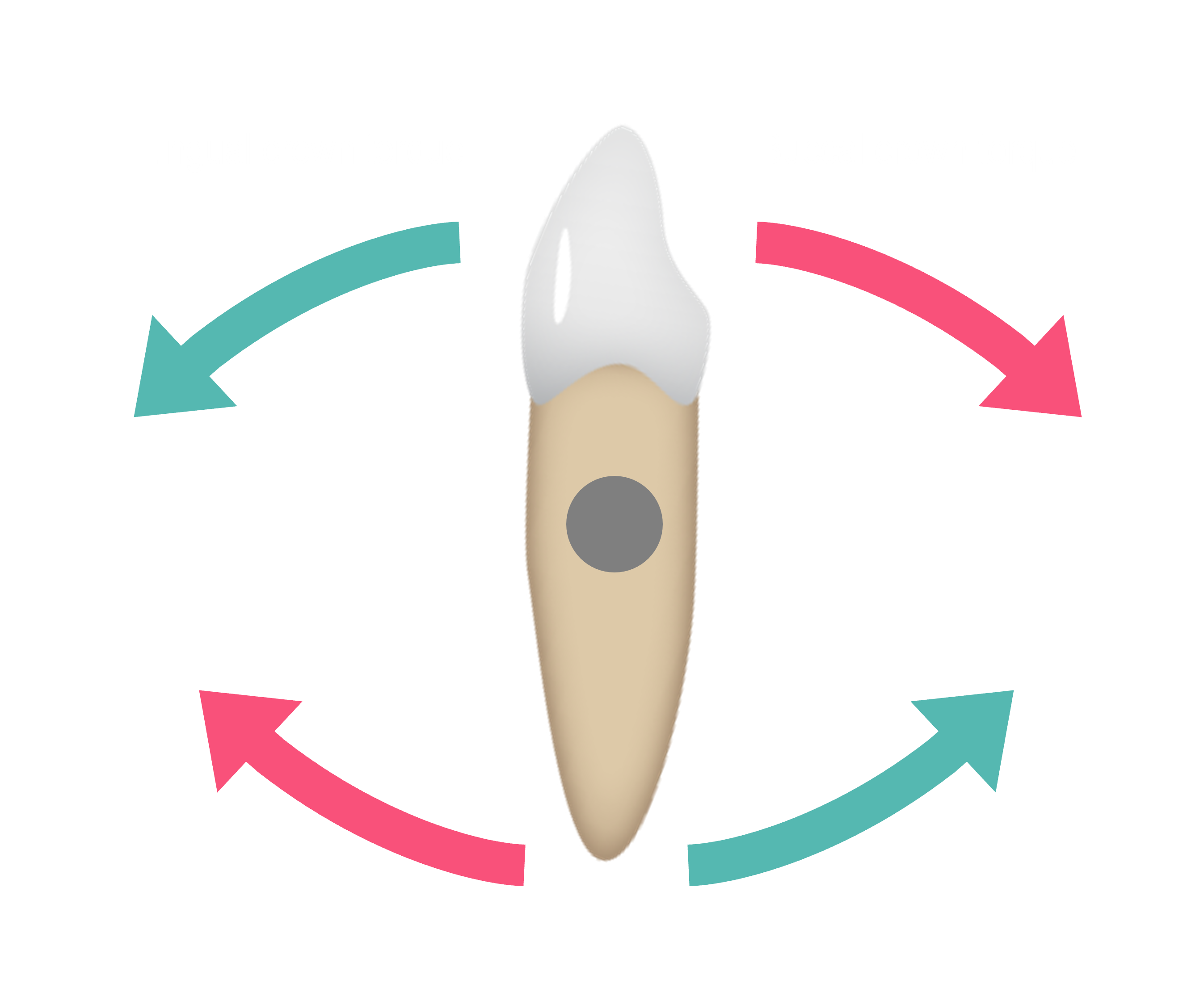 Anterior_Torque.png